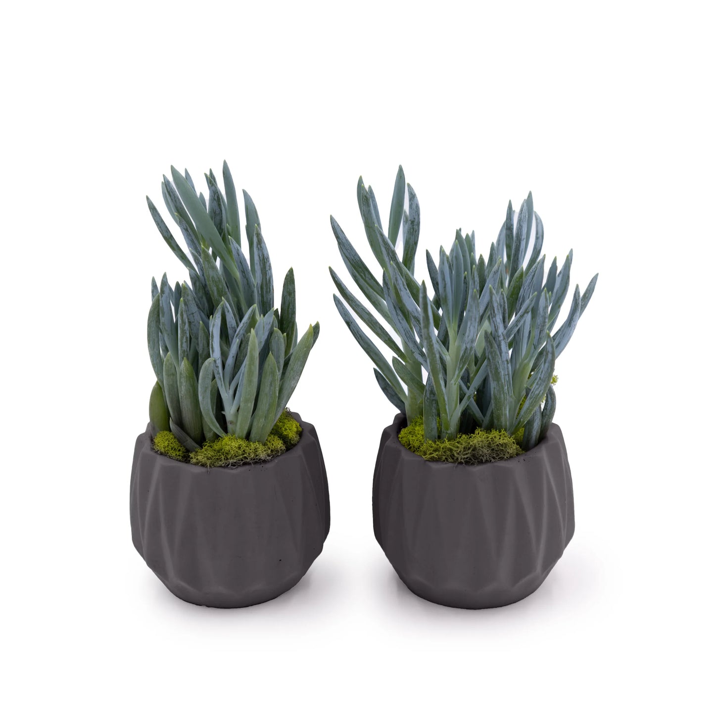Concrete Mini Flute Tabletop Planters (Set of 2)