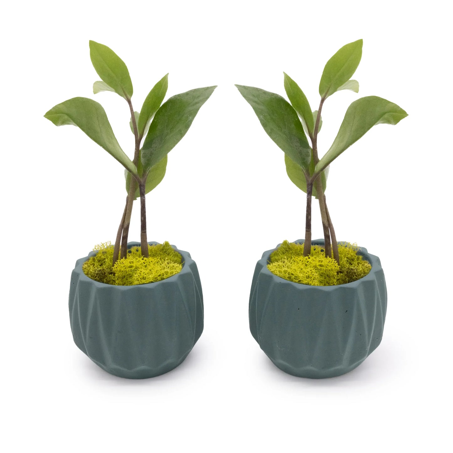 Concrete Mini Flute Tabletop Planters (Set of 2)