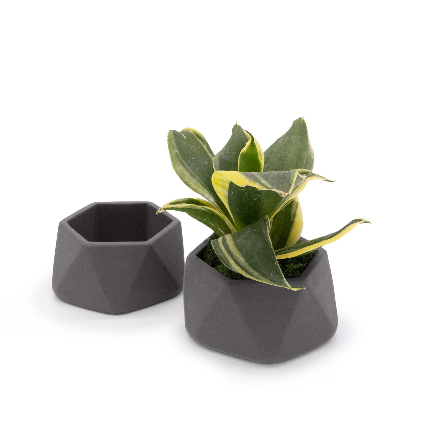 Concrete Mini Genna Tabletop Planters (Set of 2)