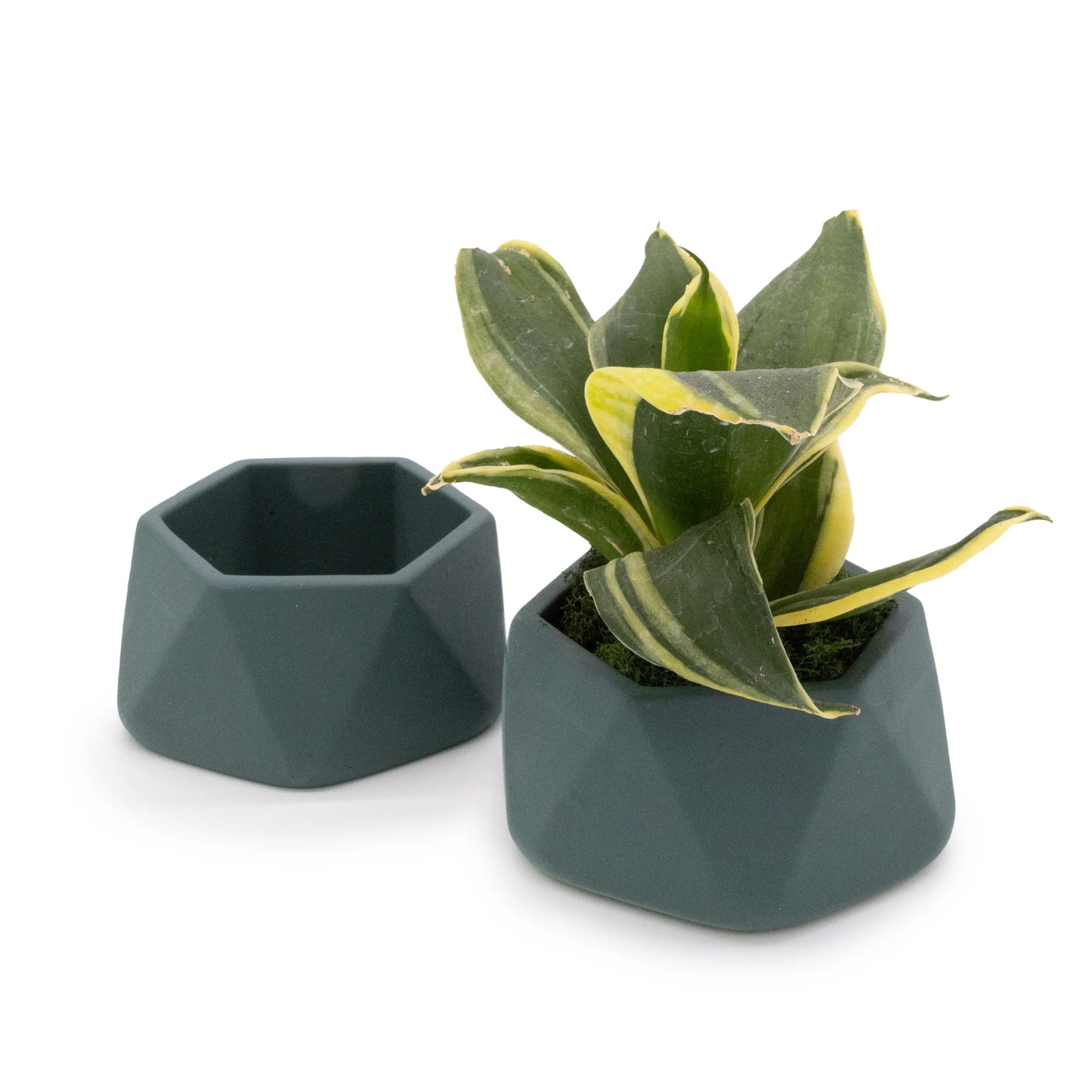 Concrete Mini Genna Tabletop Planters (Set of 2)