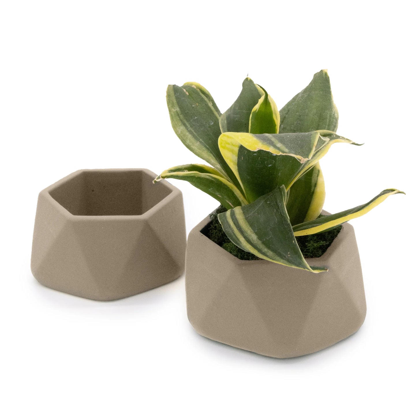 Concrete Mini Genna Tabletop Planters (Set of 2)