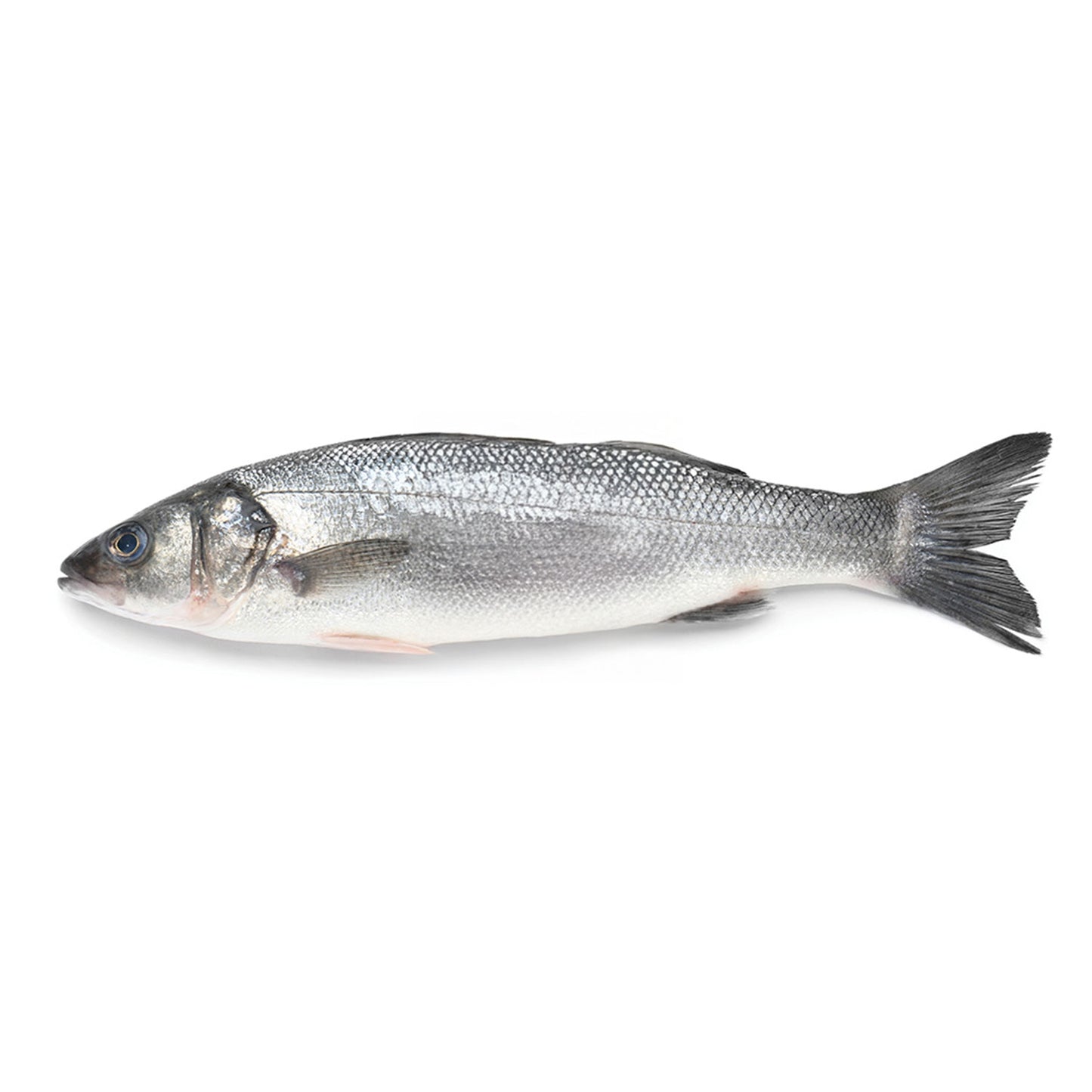 Moda Branzino-Sea Bass, Bulk, Fillet, 10lbs, 8-10, 24pcs -