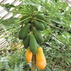 Tainung-1 Papaya Plant - Tropical Fruit Tree for Home Gardens