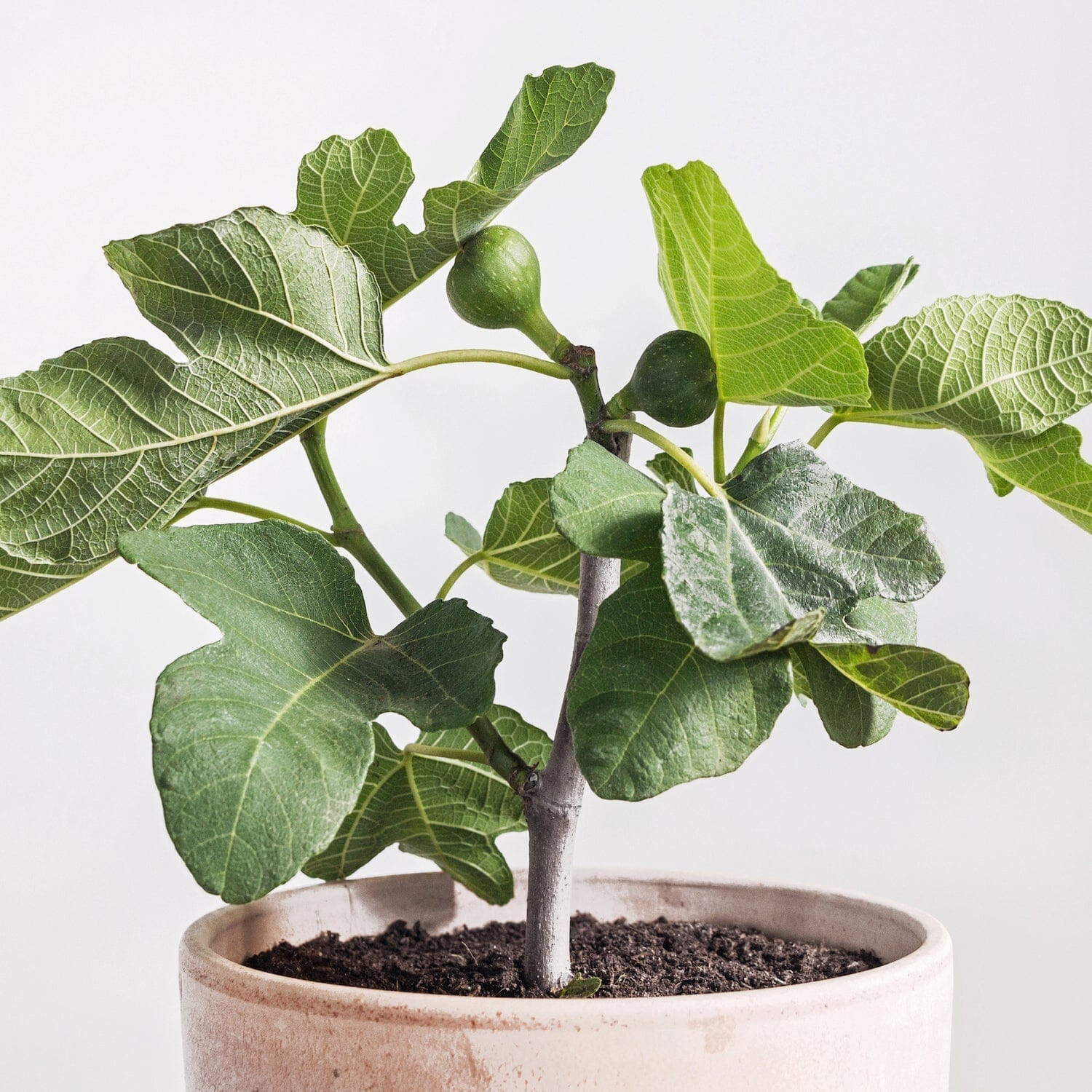 Fignomenal Fig Dwarf Tree for Small Spaces