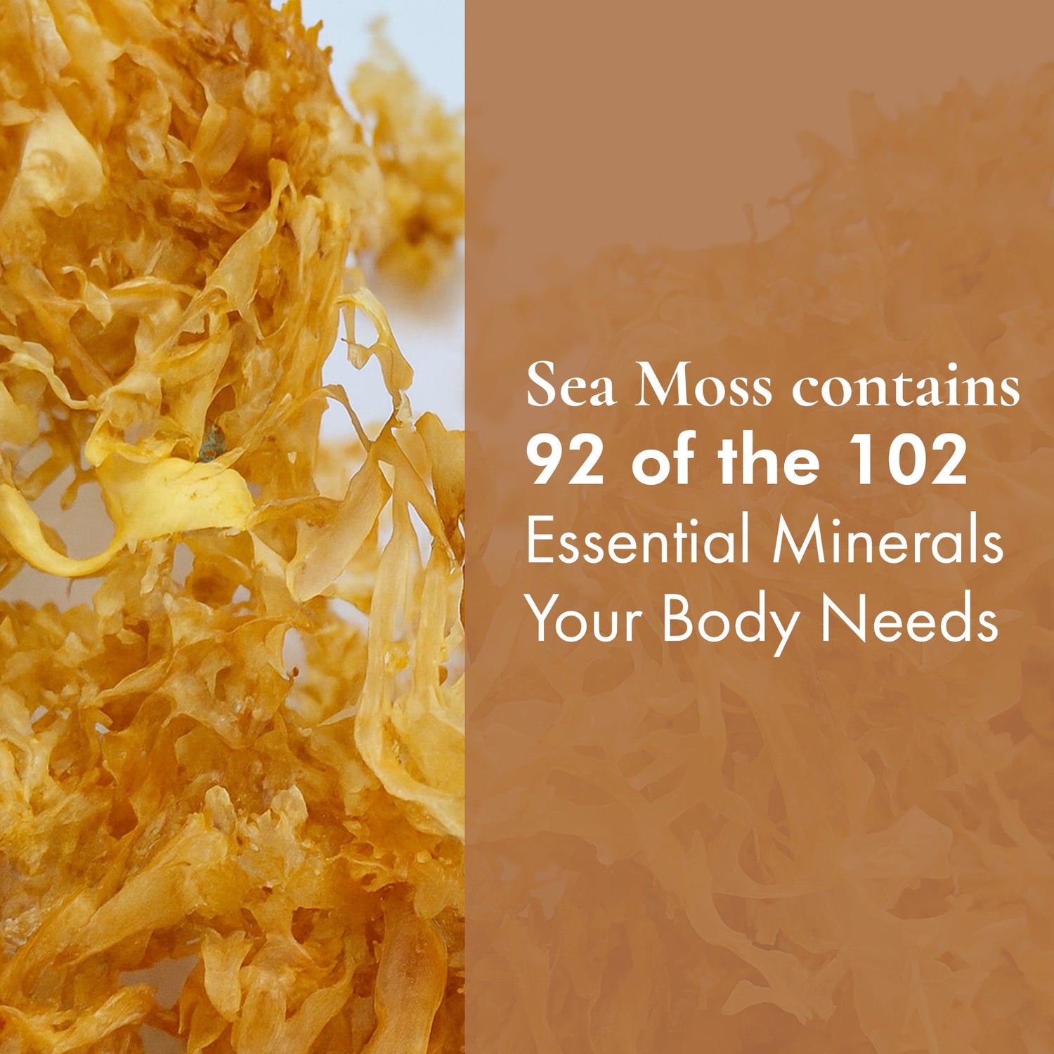 Irish Sea Moss (Whole Leaf)