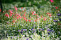 Patchouli Essential Oil - 100% Pure 16 Oz