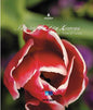 Istanbul'da Lale Zaman- Time Of  Tulips