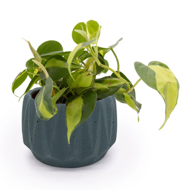 Flute 6" Tabletop Planter