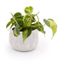 Flute 6" Tabletop Planter
