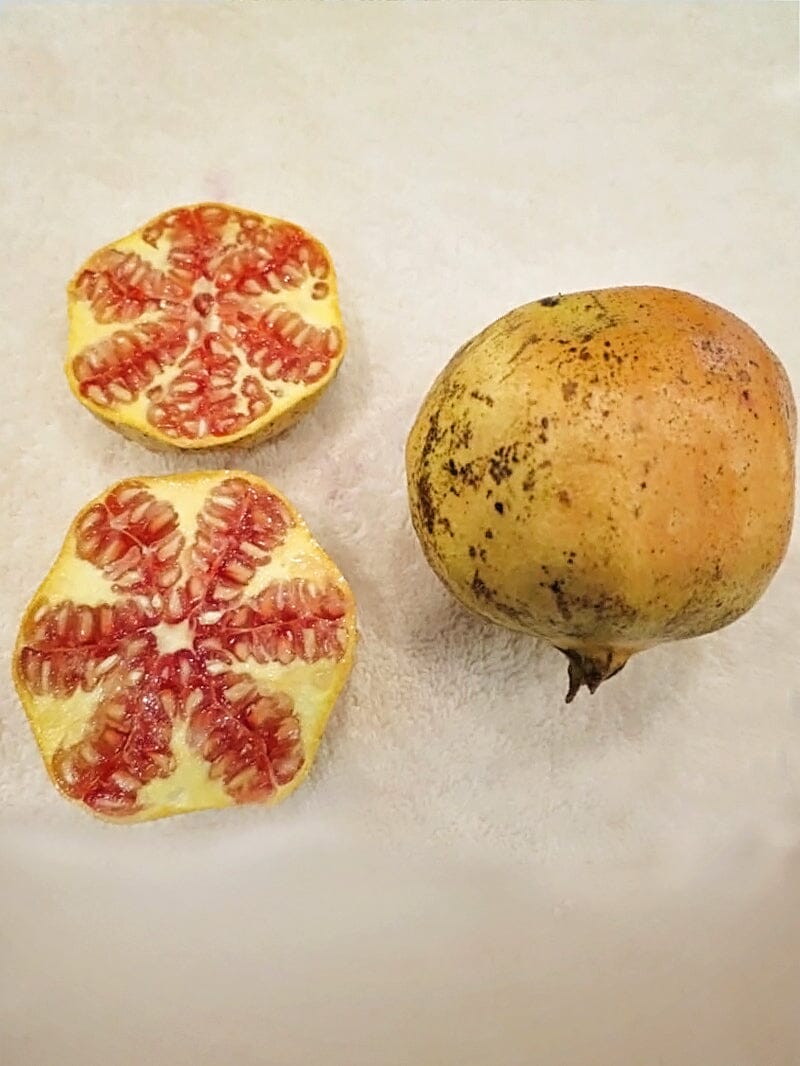 Azadi Pomegranate Tree