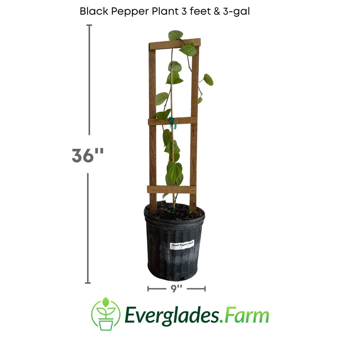Black Pepper Plant Premium