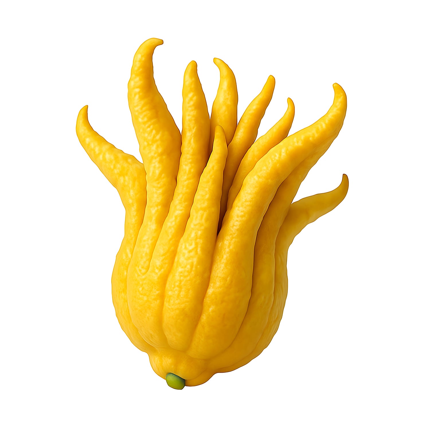 Buddha's Hand Citron