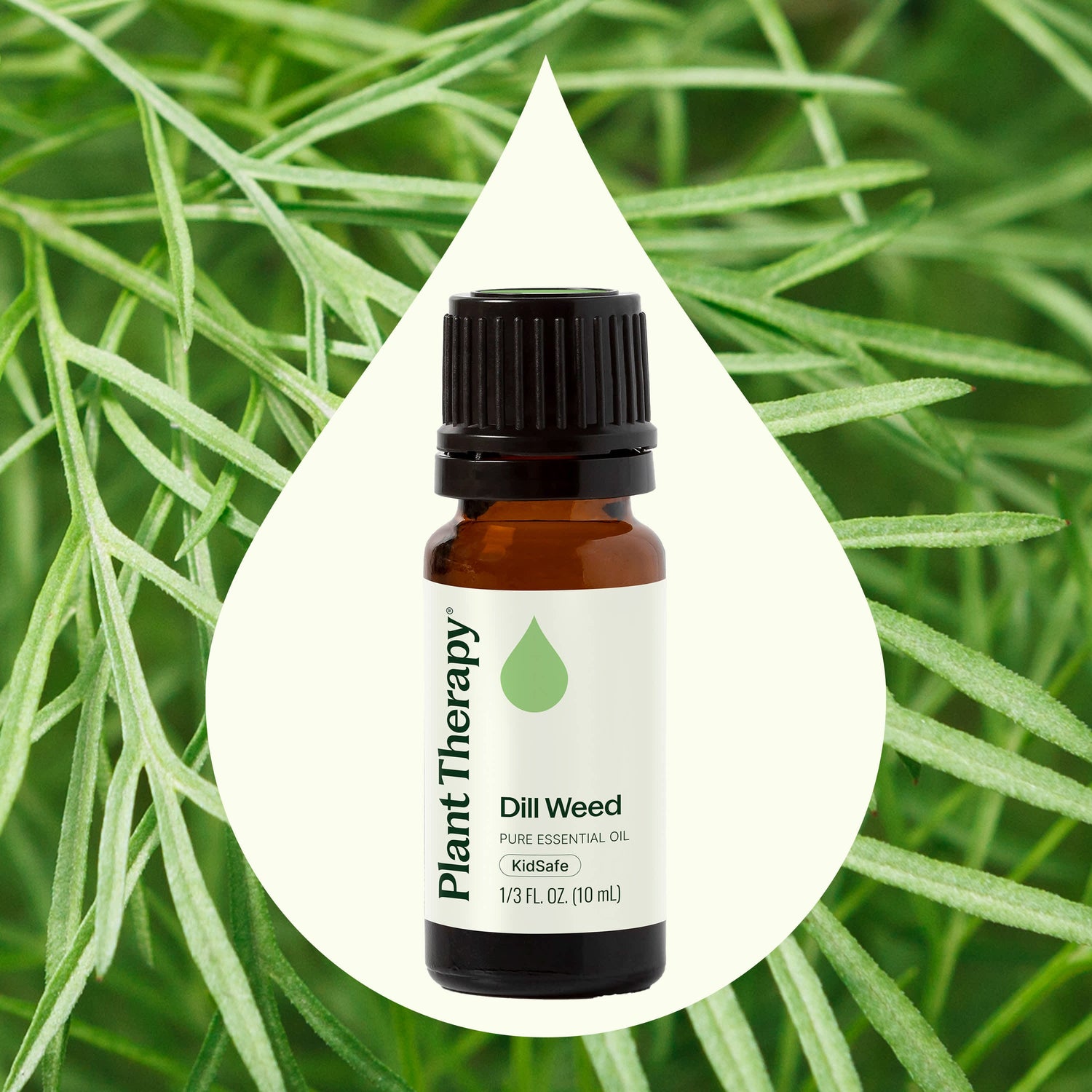 Dill Weed Essential Oil
