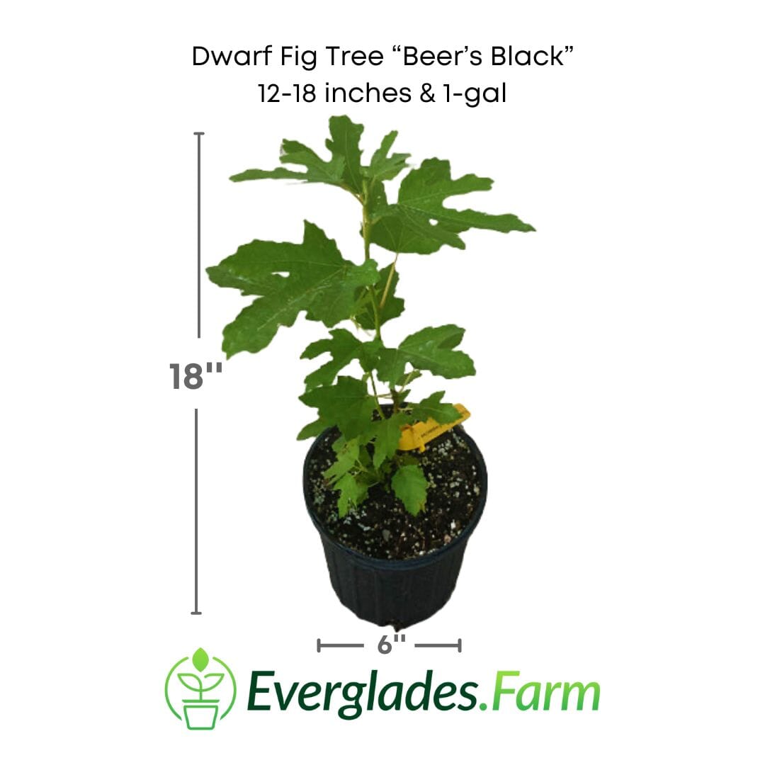 Dwarf Fig Tree "Beer's Black"