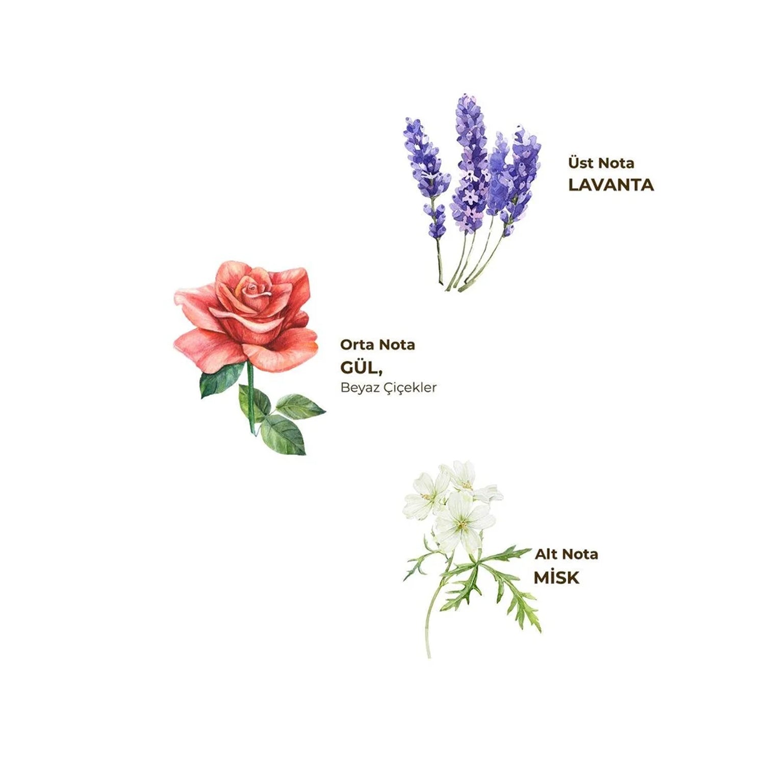 Eyup Sabri Tuncer Cologne Lavender 150Ml