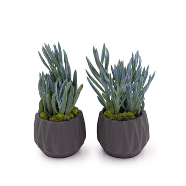 Concrete Mini Flute Tabletop Planters (Set of 2)