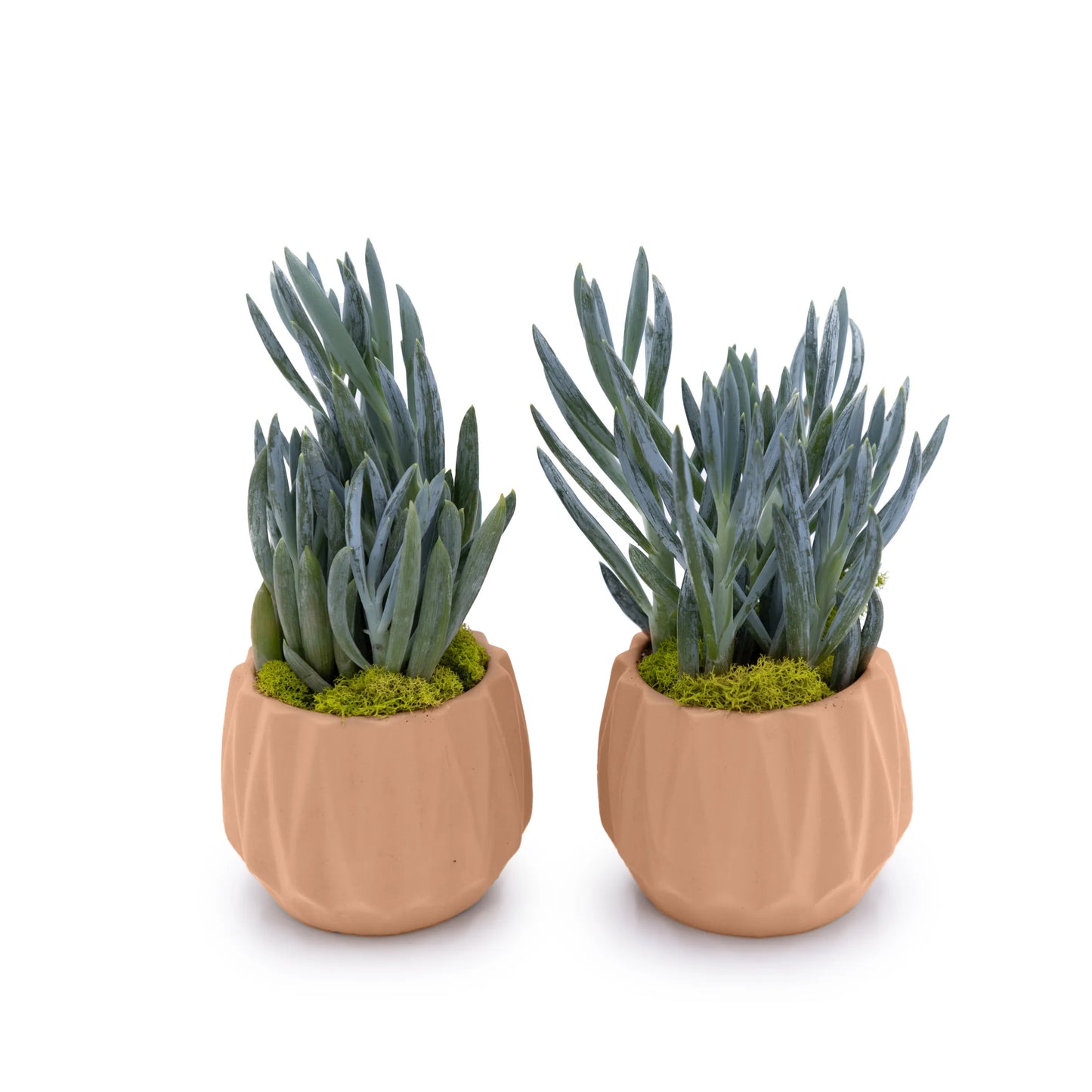 Concrete Mini Flute Tabletop Planters (Set of 2)