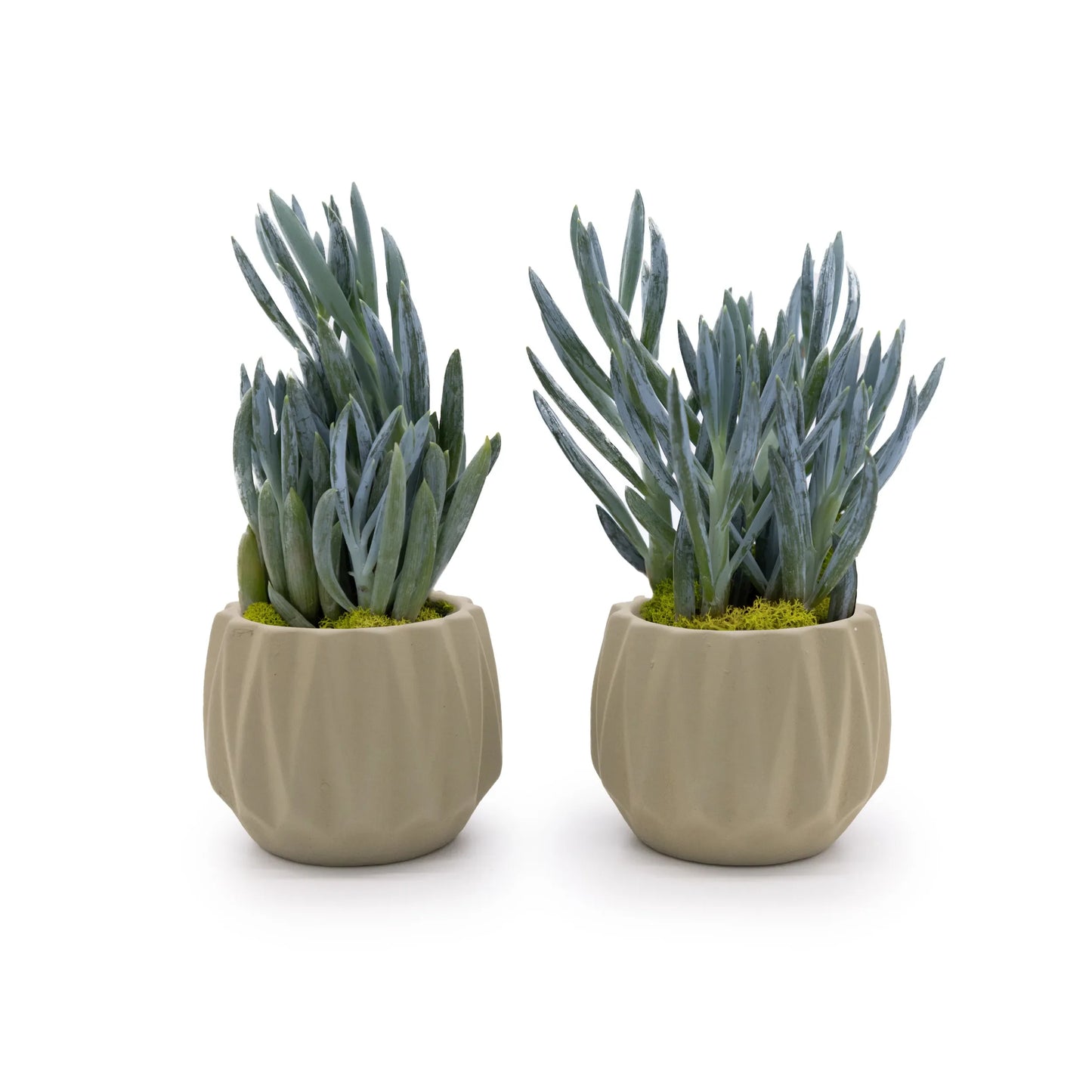 Concrete Mini Flute Tabletop Planters (Set of 2)