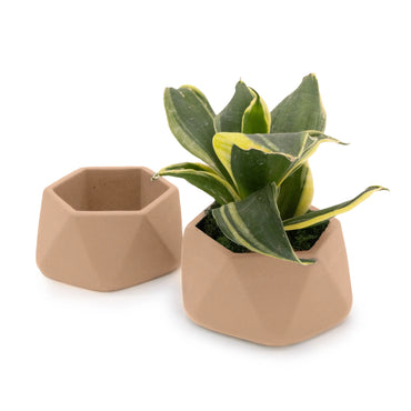 Concrete Mini Genna Tabletop Planters (Set of 2)