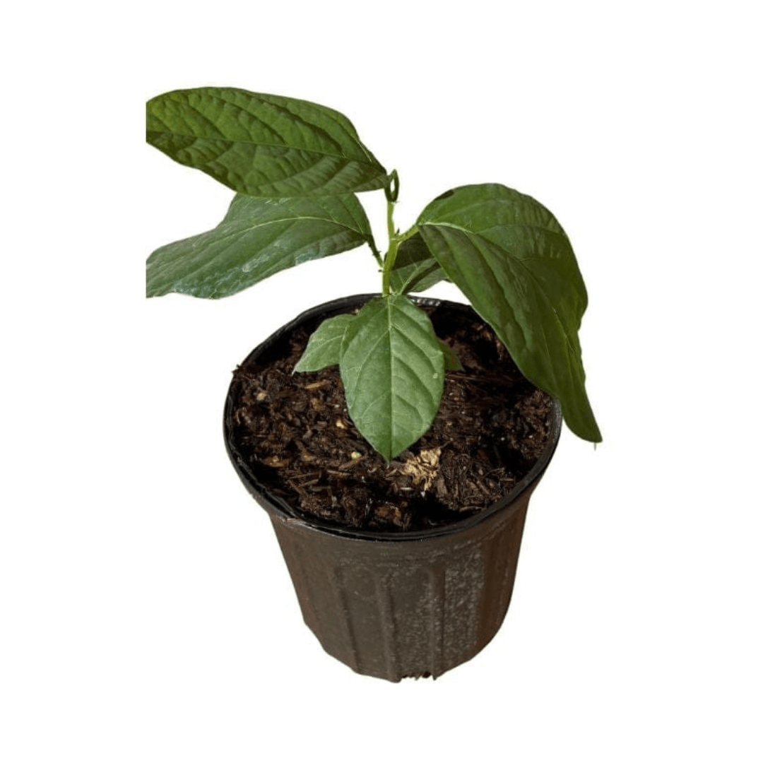 Mountain Sweet Granadilla Plant  Exotic Passiflora ligularis from Guatemala Yellow Fruit (ripe)