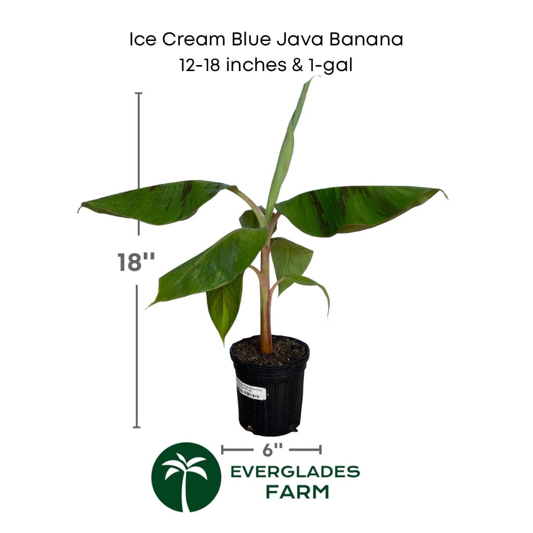 Ice Cream Blue Java Banana Plant