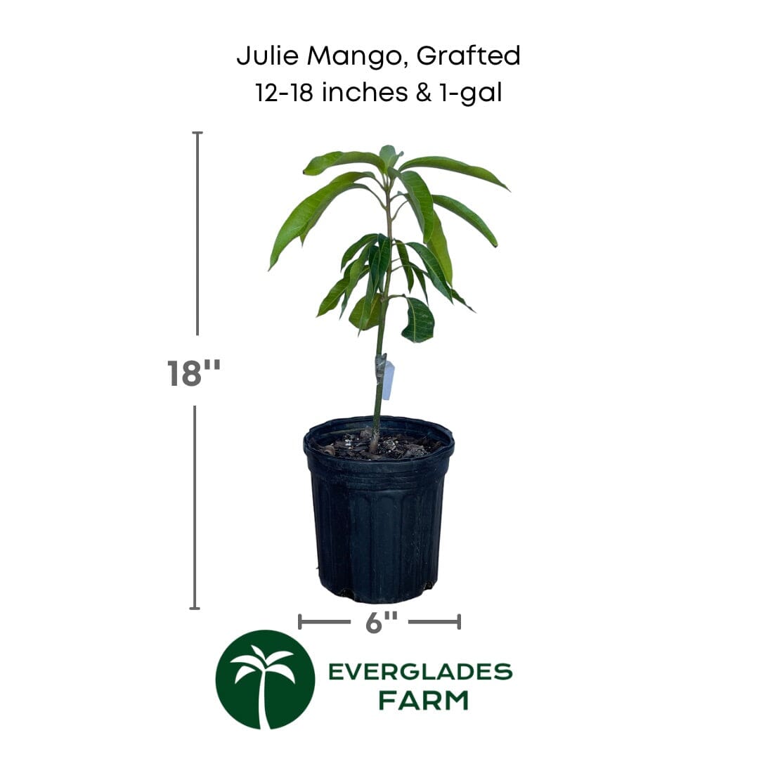 Julie Mango tree Dwarf Grafted