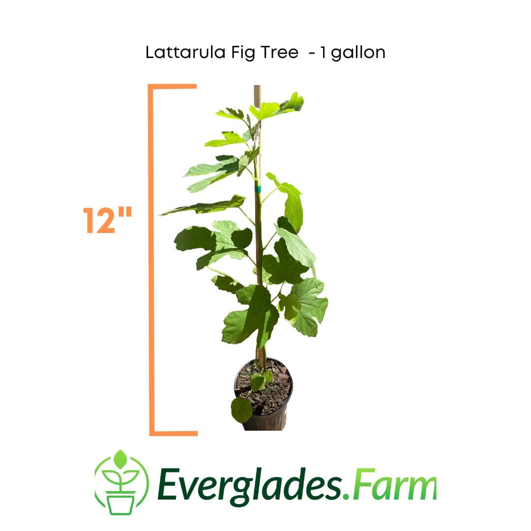 Lattarula Fig Tree