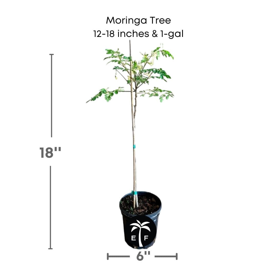 Moringa Tree (Moringa Oleifera Tree for Sale)