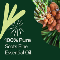 Scots Pine Essential Oil