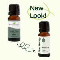 Scots Pine Essential Oil