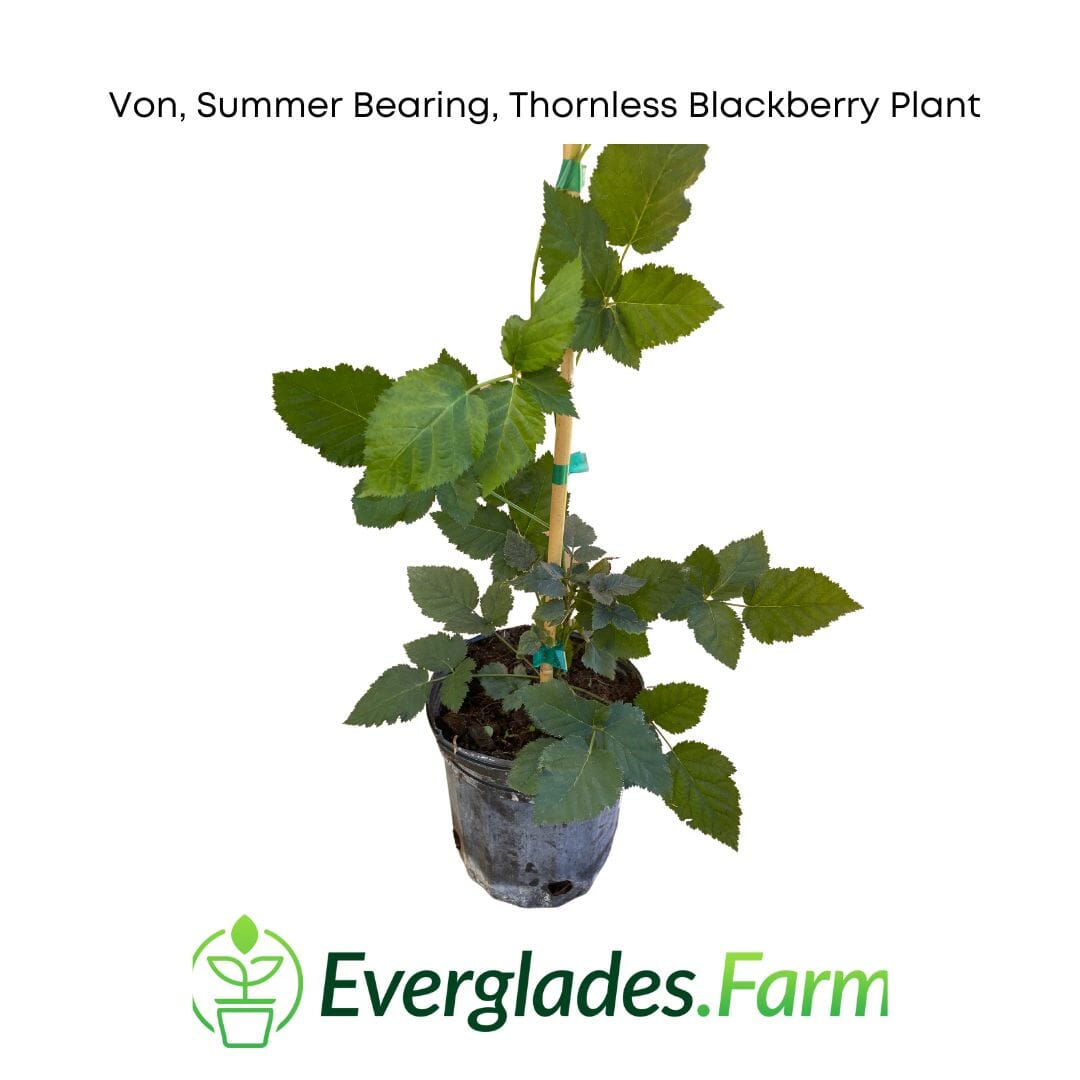 Von, Summer Bearing, Thornless Blackberry Plant
