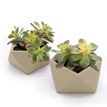 Concrete Mini Wedge Tabletop Planters (Set of 2)