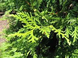 Thuja Green Giant Arborvitae For Sale