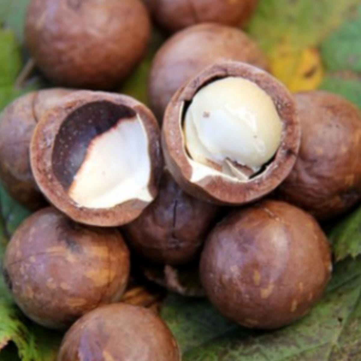 Beaumont Macadamia Nut Tree Seedling - High Yield Macadamia Integrifolia Hybrid for Gardens