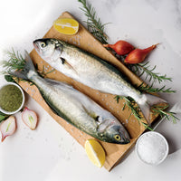 Moda Frozen Blue Fish (Donuk Lufer), Wild Caught, Gutted, 2lbs (907g)