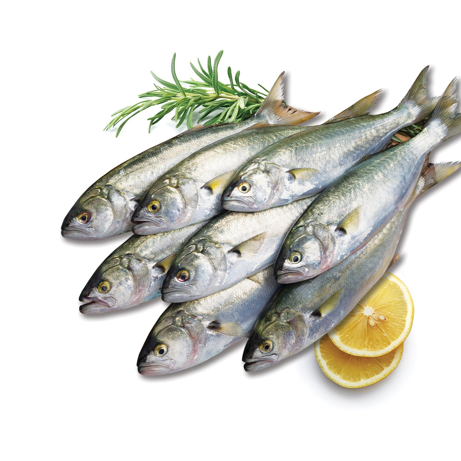 Moda Frozen Blue Fish (Donuk Lufer), Wild Caught, Gutted, 2lbs (907g)