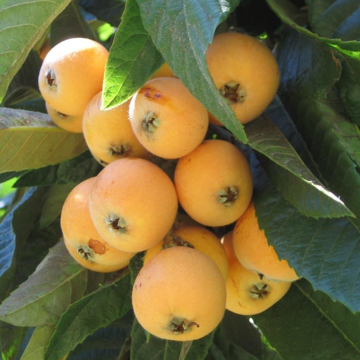 Fresh Loquat - Yeni Dünya Meyvesi 1 lb