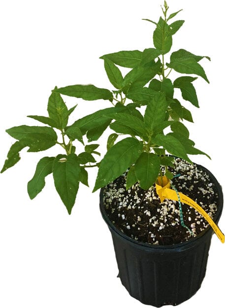 Issai Kiwi Self-Fertile Female Plant