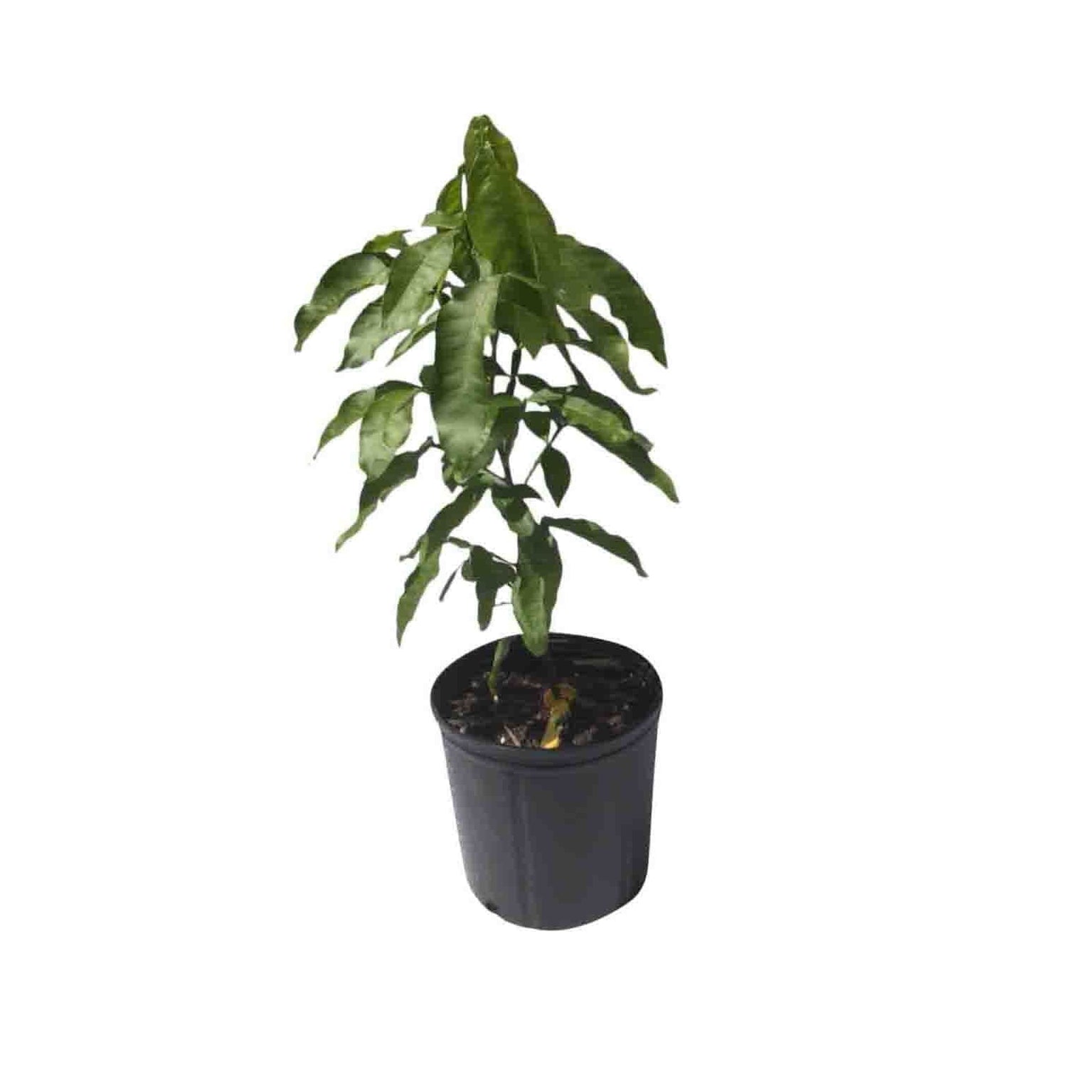 Mamoncillo Tree from Seedling, Spanish Lime