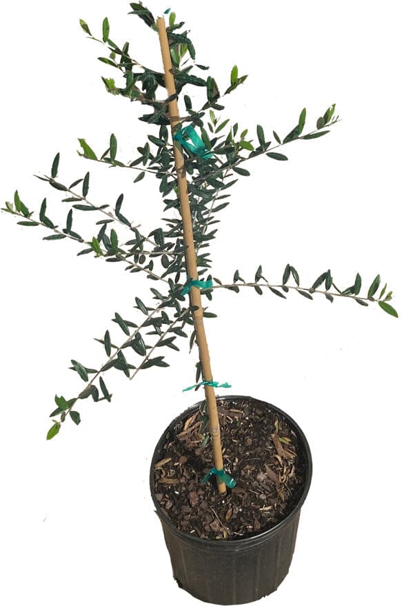 Coratina Olive Tree, Semi-Dwarf