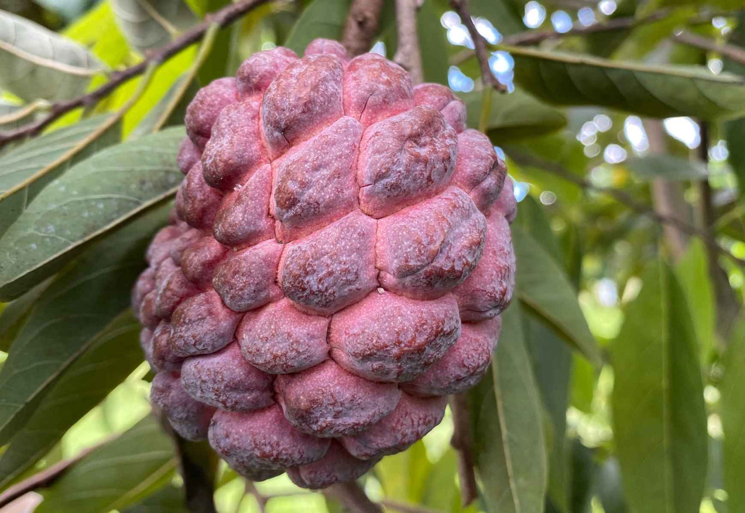 Red Sugar Apple, Sweetsop, Annona Tree
