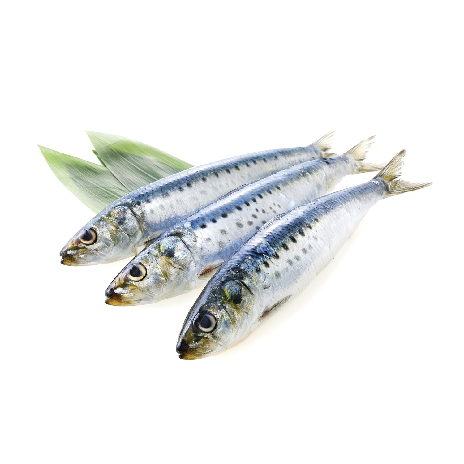 Moda Frozen Sardine (Temizlenmis Sardalya), Wild Caught, Gutted, 16oz (454g)