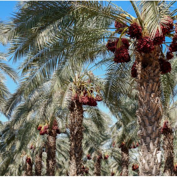 Doğal Tam Medjool Hurması | 14.1 oz | LiOR