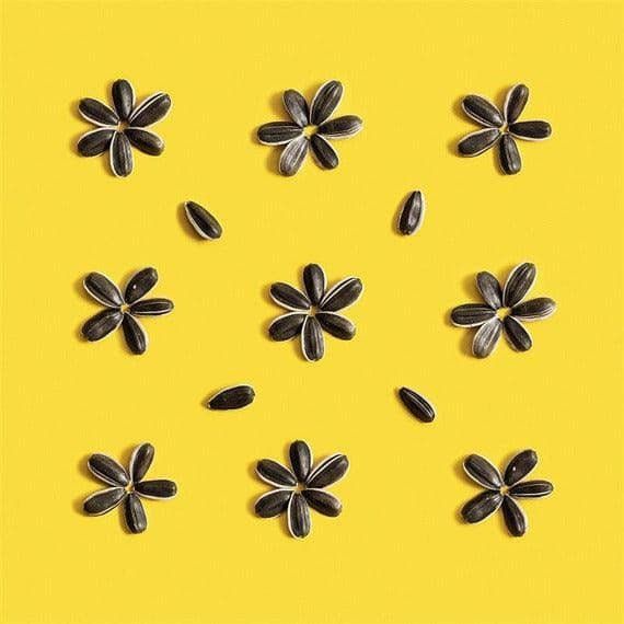 Sunnys Sunflower Seeds | No Salt Added | 7 oz
