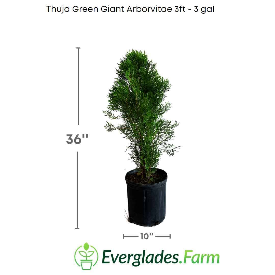Thuja Green Giant Arborvitae For Sale
