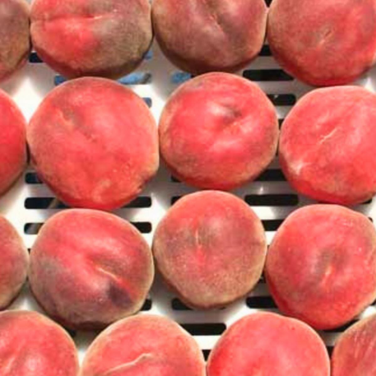 UF One Peach Tree Grafted - Fast-Growing, Low-Chill, Golden-Yellow Fruit for Warm Climates